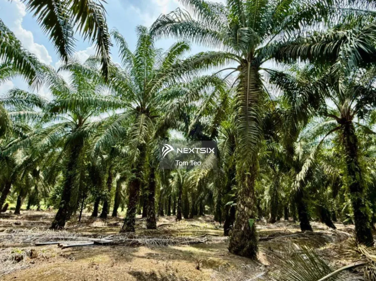 Agricultural Land For Sale in Pontian Johor - Image 9