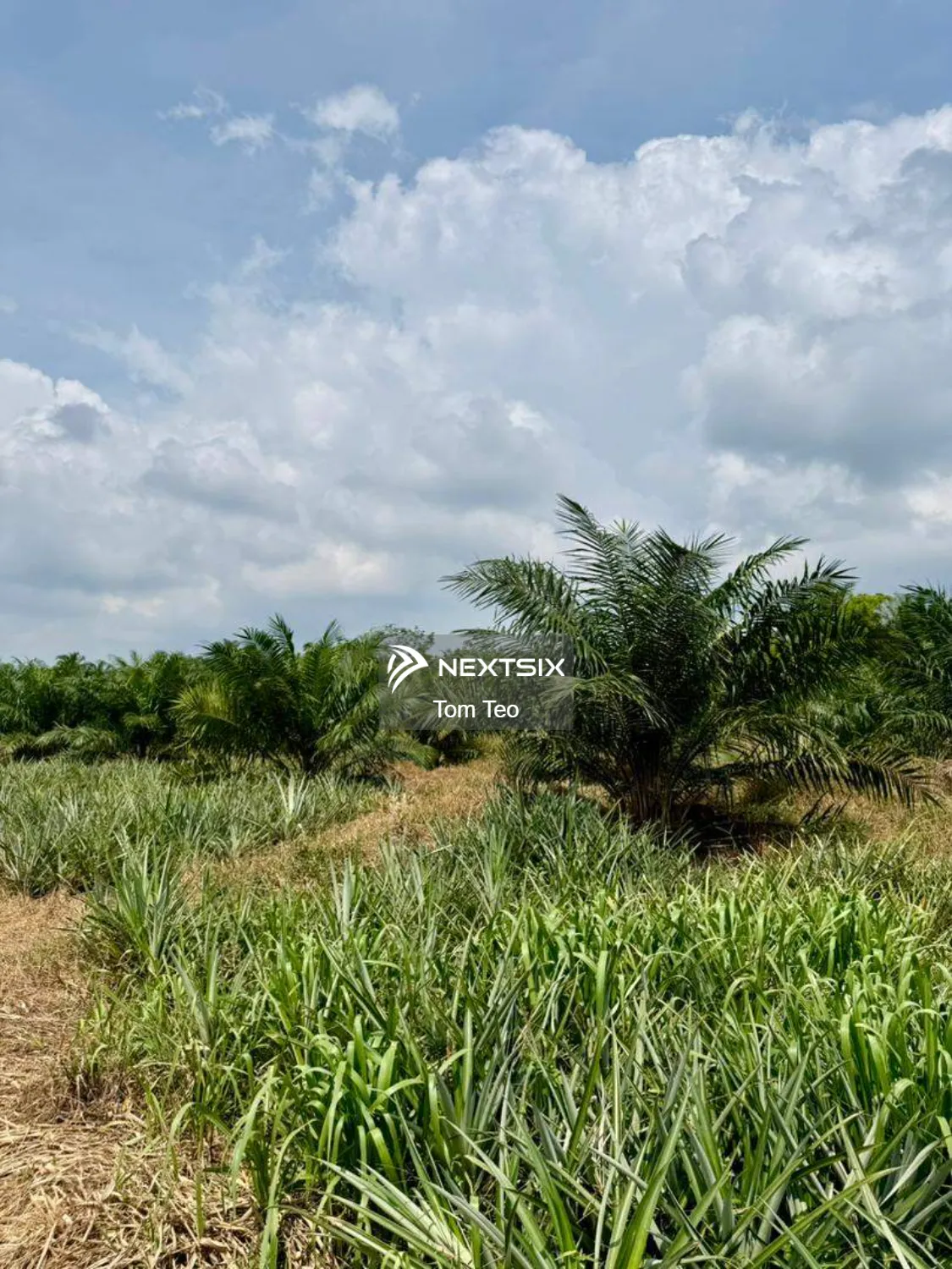 Agricultural Land For Sale in Benut Johor - Image 3