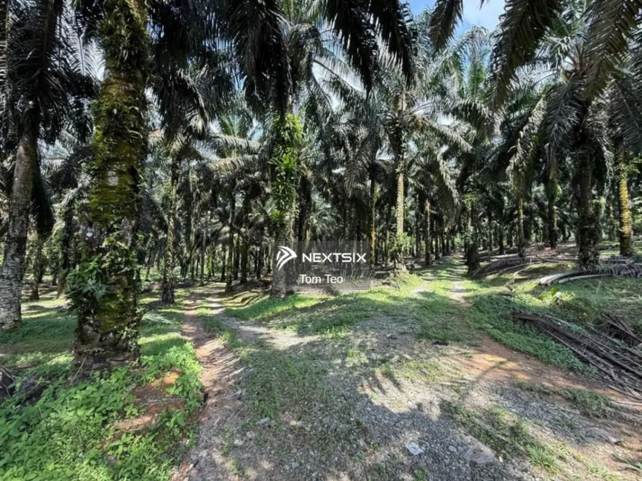 Agricultural Land For Sale in Kota Tinggi Johor - Image 5