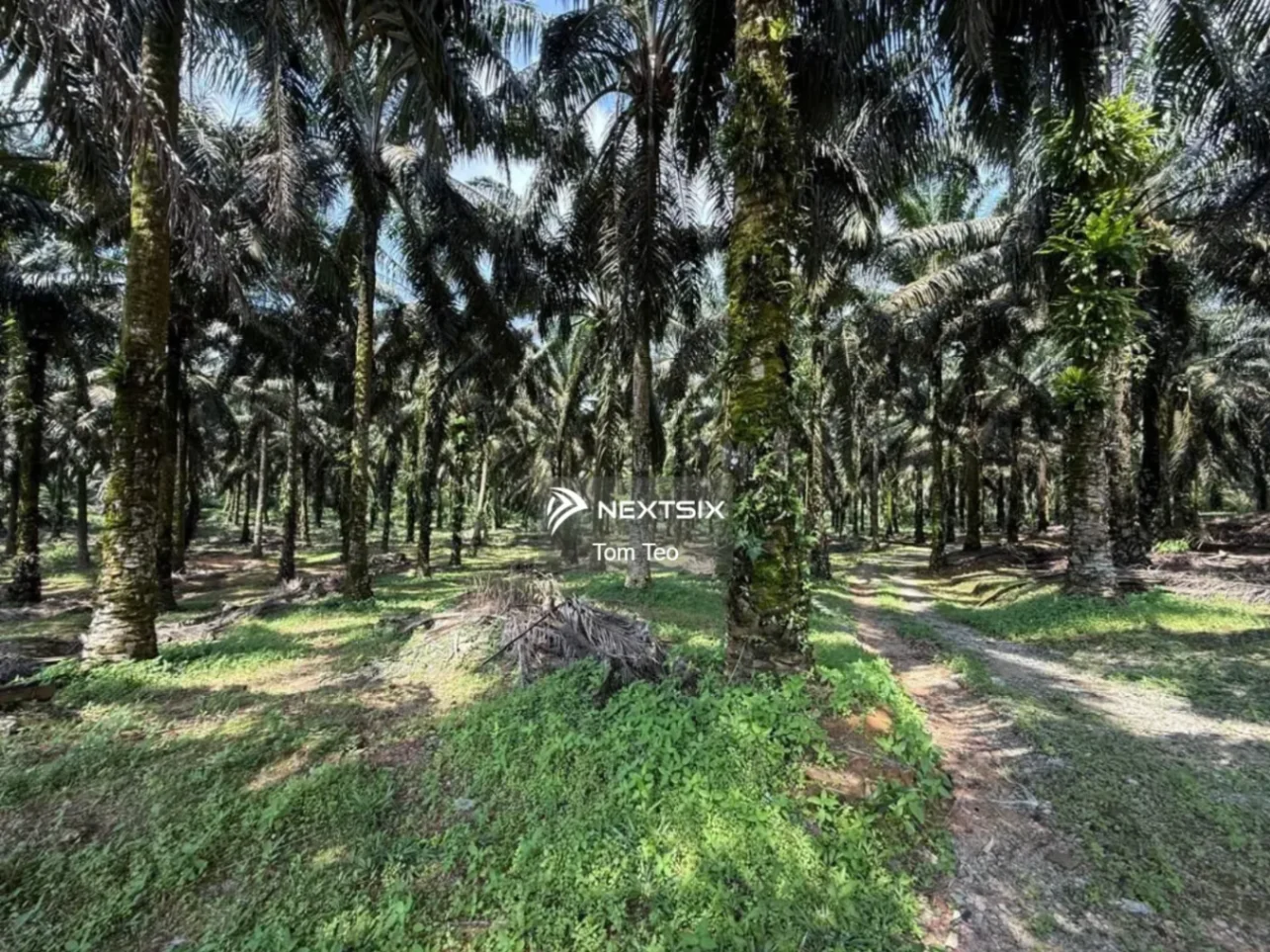 Agricultural Land For Sale in Kota Tinggi Johor - Image 6