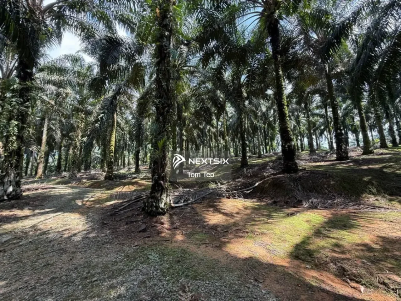 Agricultural Land For Sale in Kota Tinggi Johor - Image 7