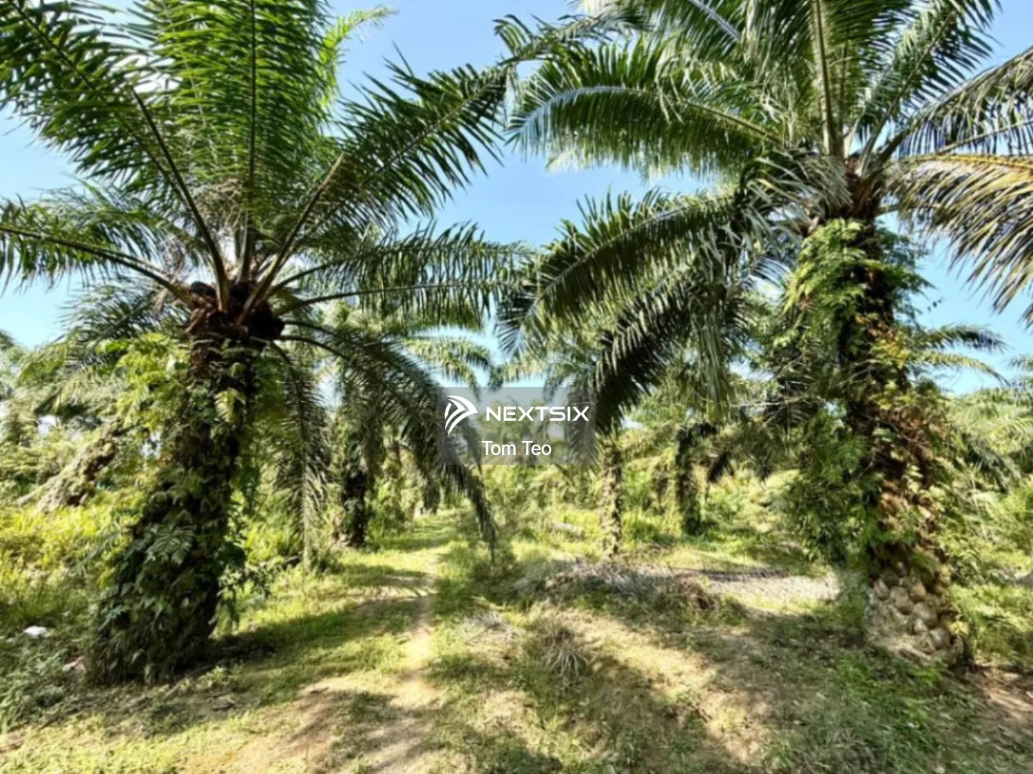 Agricultural Land For Sale in Simpang Rengam Johor