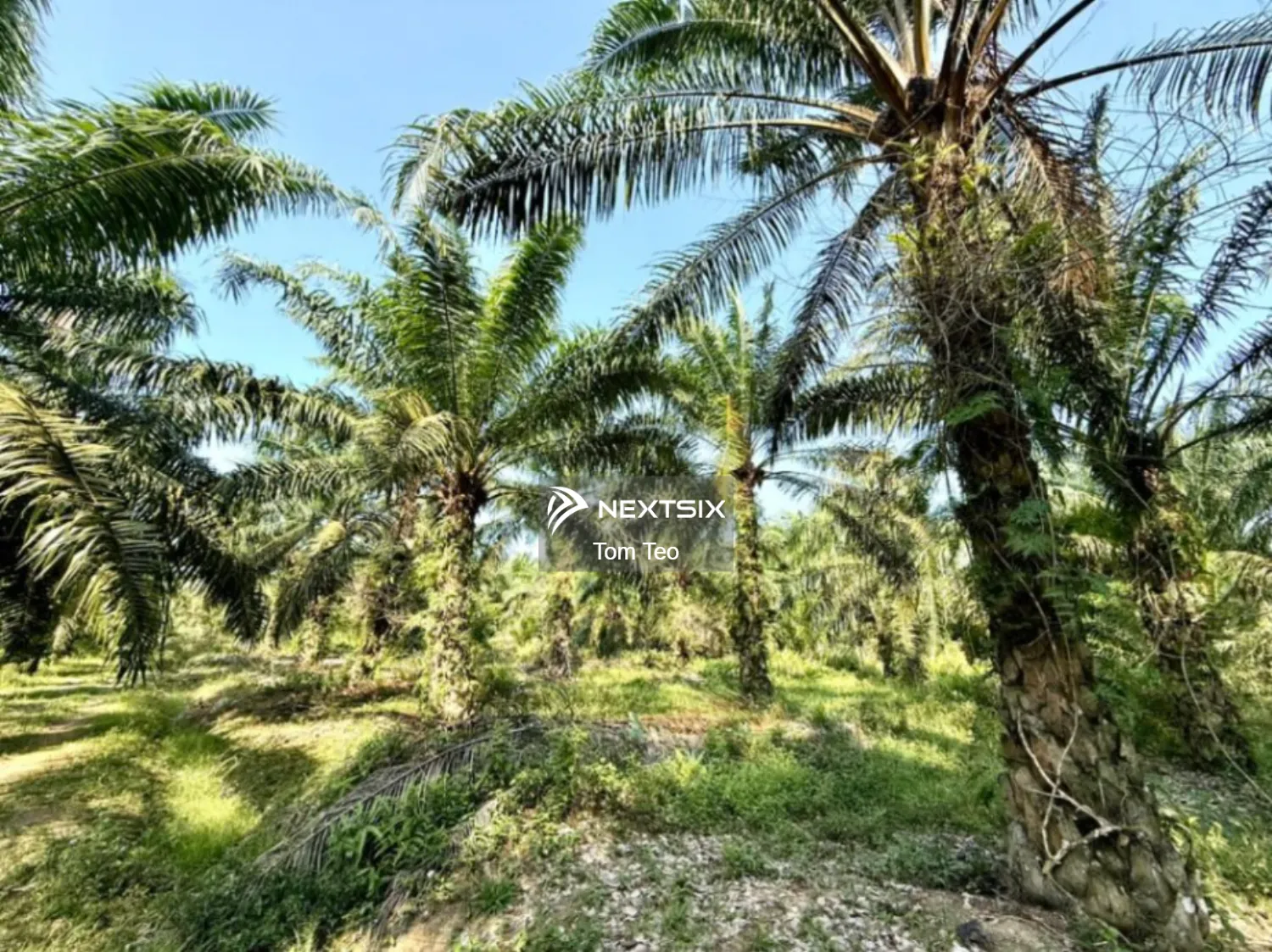 Agricultural Land For Sale in Simpang Rengam Johor - Image 5