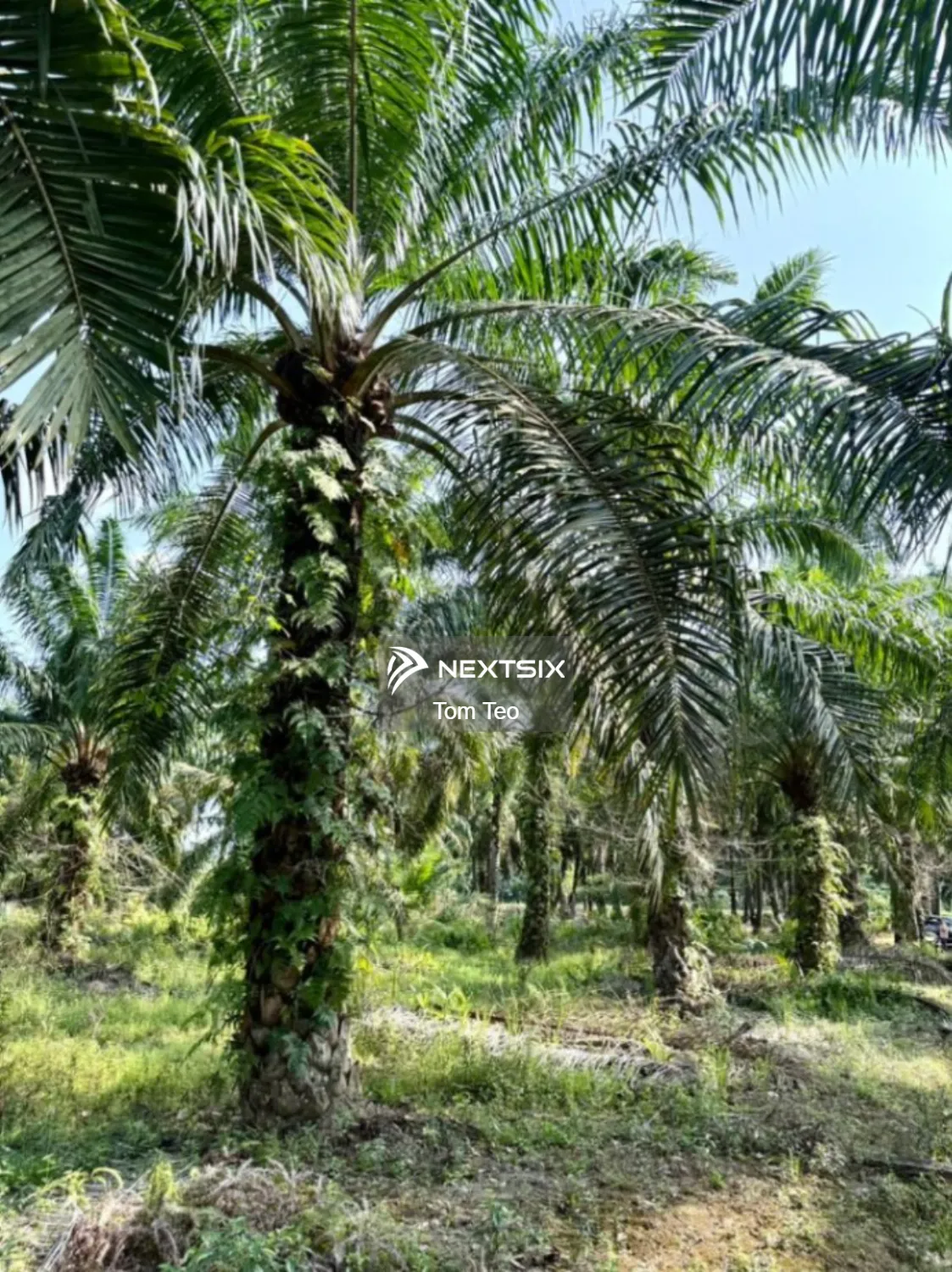 Agricultural Land For Sale in Simpang Rengam Johor - Image 6