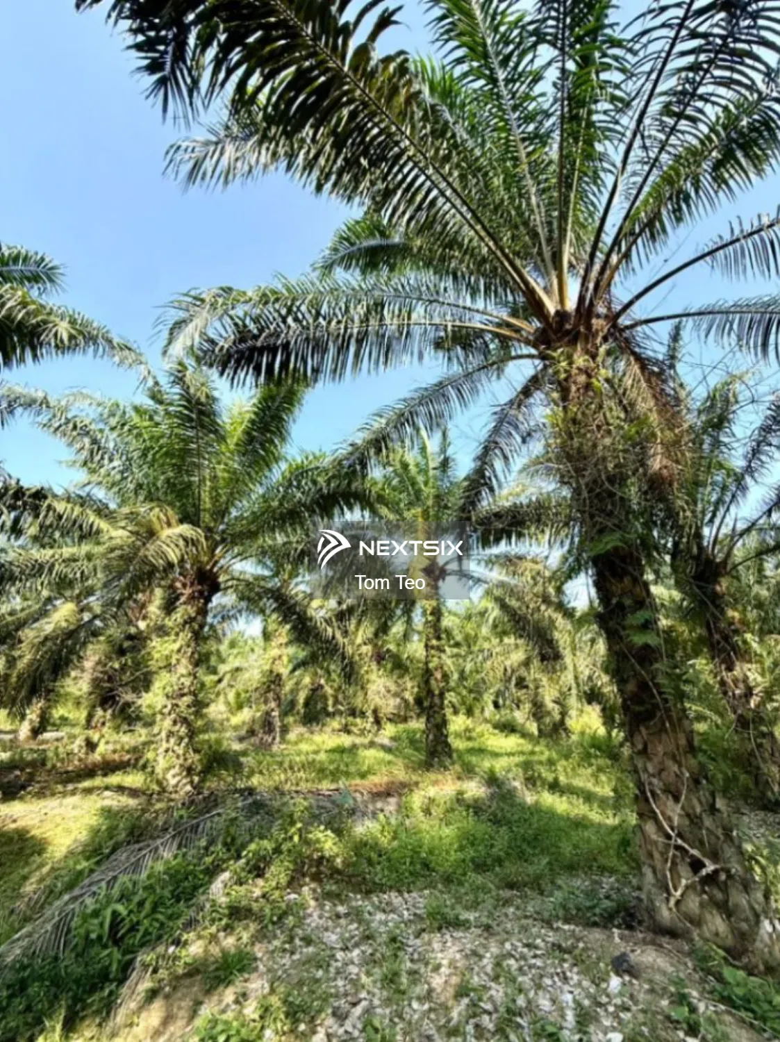 Agricultural Land For Sale in Simpang Rengam Johor - Image 7