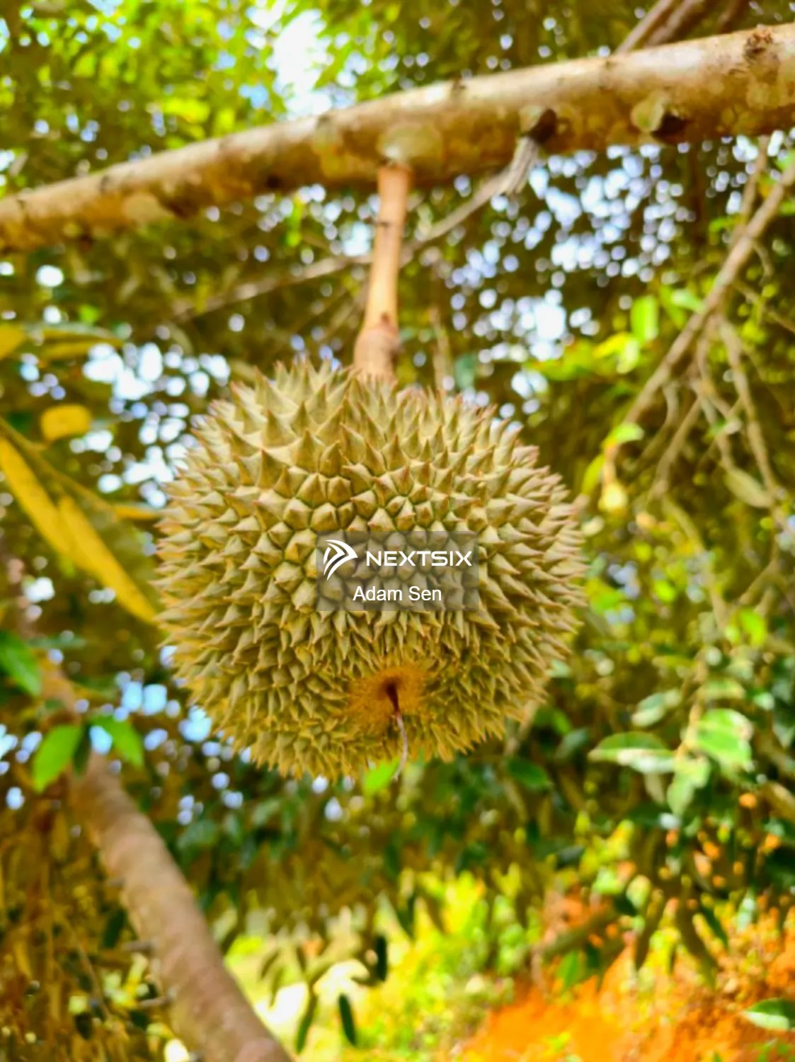 Agricultural Land For Sale in Kuala Kangsar Perak