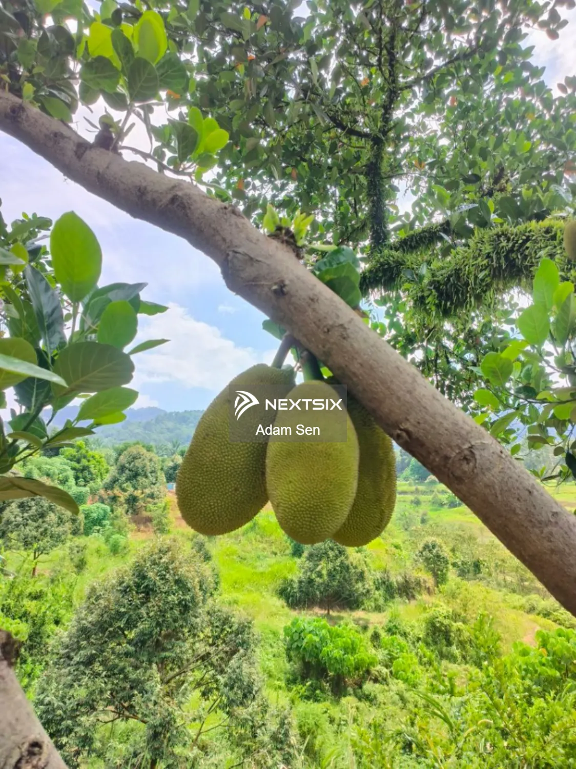 Agricultural Land For Sale in Pusing Perak