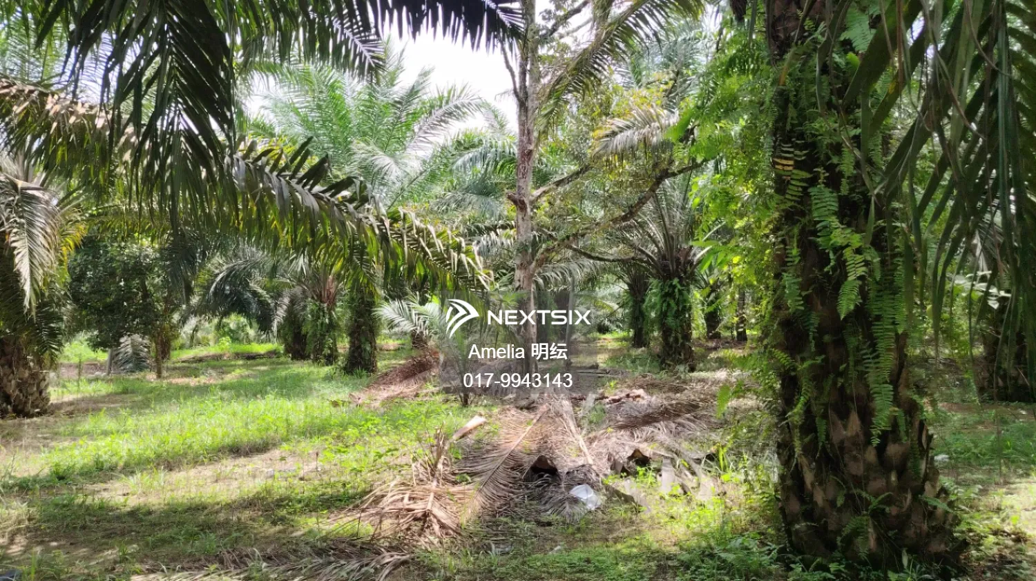 Agricultural Land For Sale in Kampar Perak