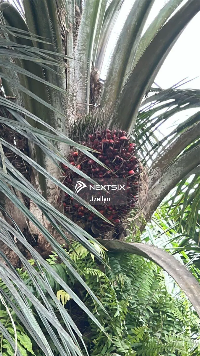 Agricultural Land For Sale in Beluran Sabah