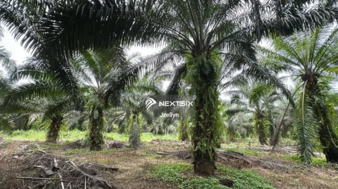 Agricultural Land For Sale in Beluran Sabah - Image 5