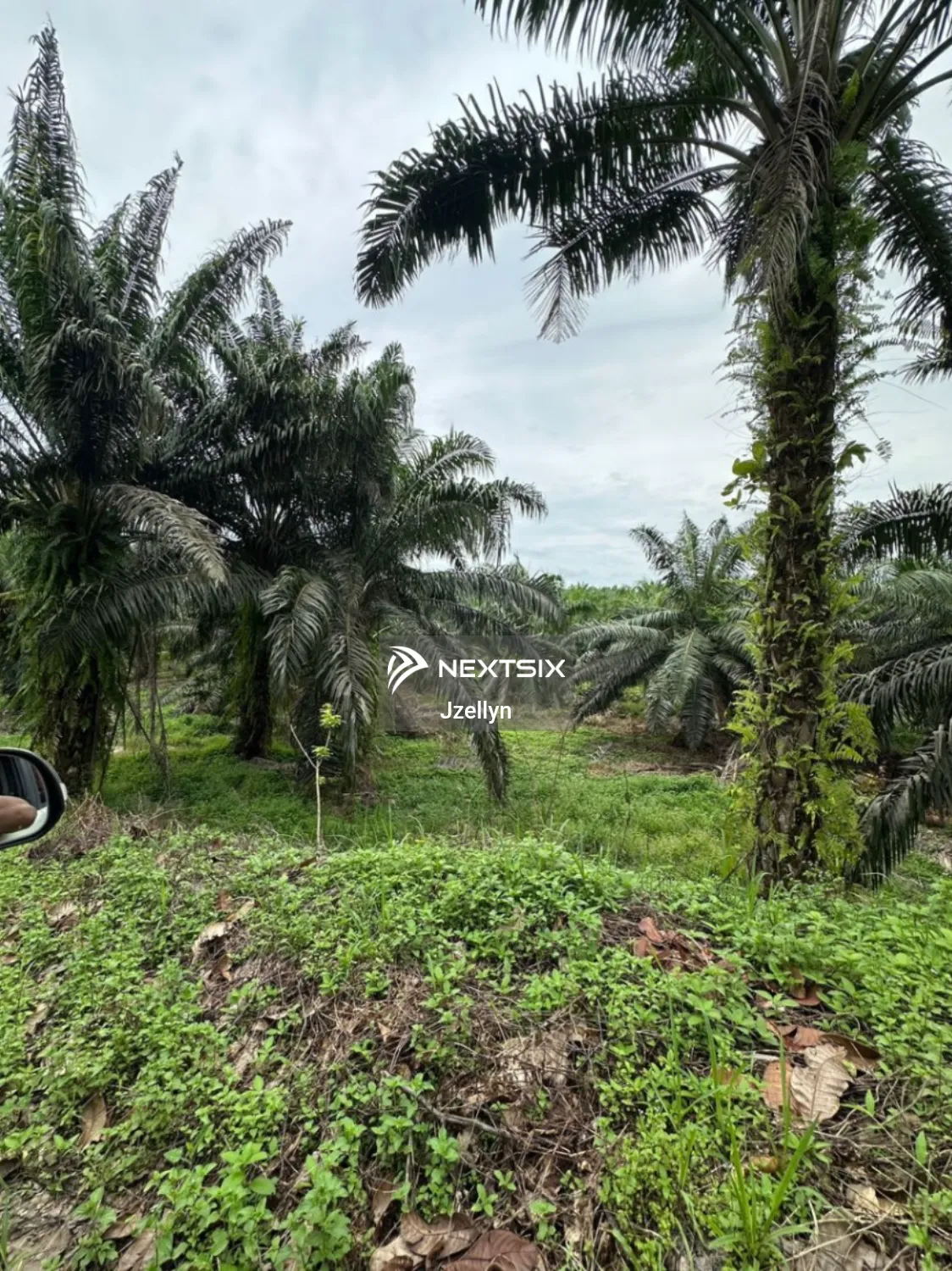 Agricultural Land For Sale in Beluran Sabah - Image 6