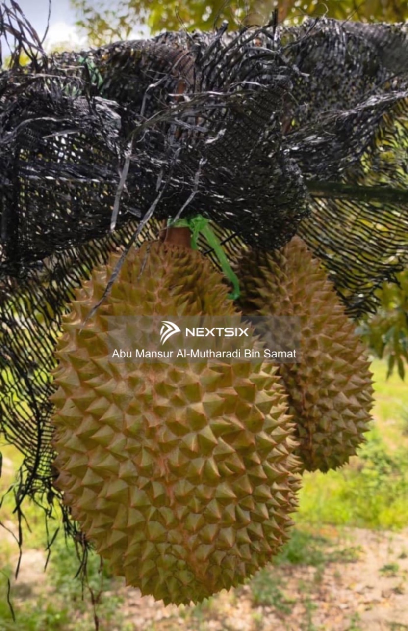 Agricultural Land For Sale in Kuala Klawang Negeri Sembilan - Image 10