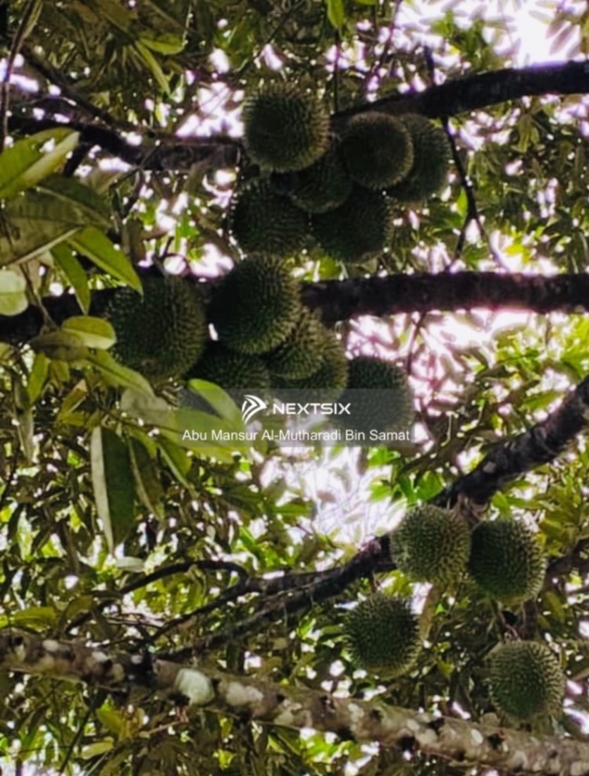 Agricultural Land For Sale in Kuala Klawang Negeri Sembilan - Image 14