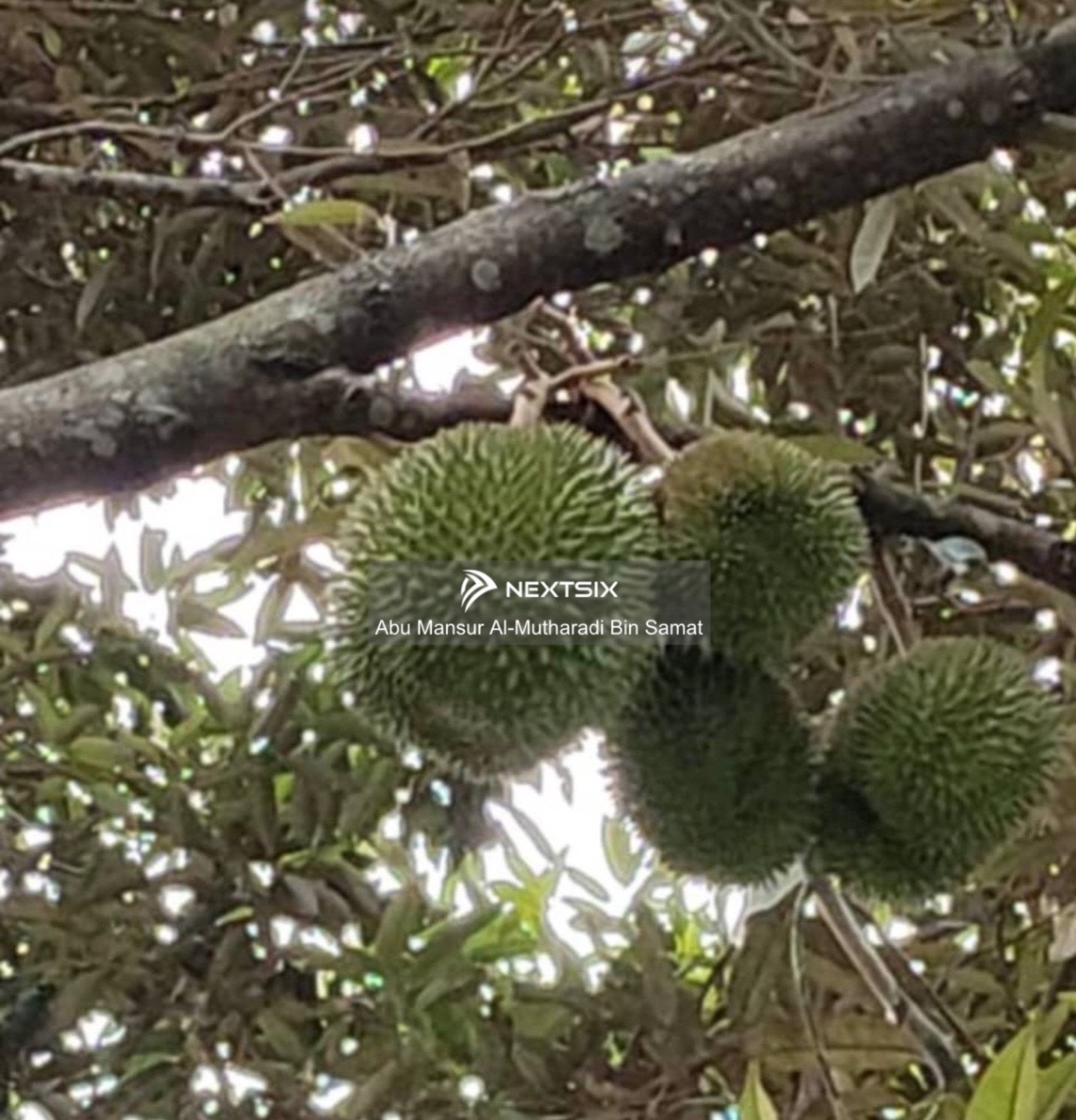 Agricultural Land For Sale in Kuala Klawang Negeri Sembilan - Image 15