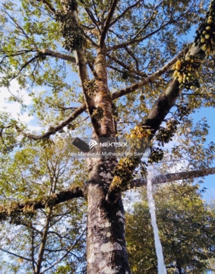 Agricultural Land For Sale in Kuala Klawang Negeri Sembilan - Image 17