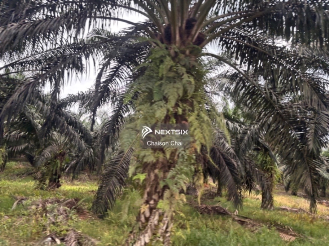 Agricultural Land For Sale in Sipitang Sabah