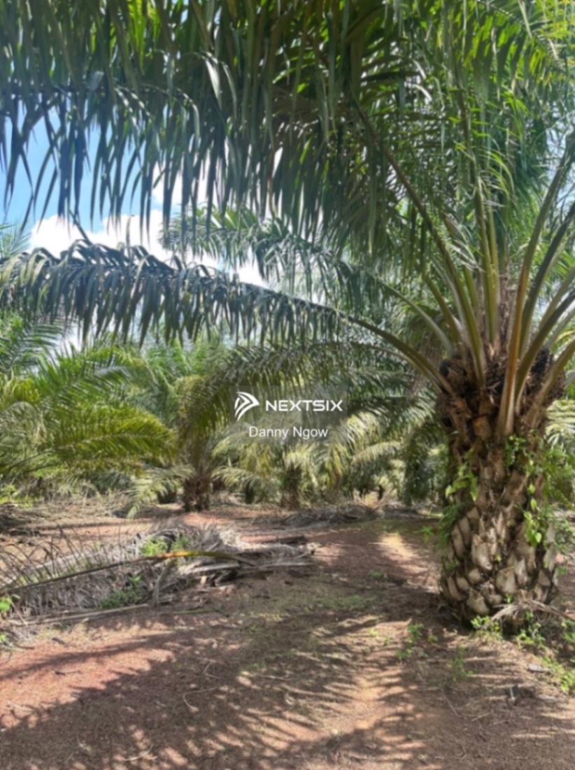 Agricultural Land For Sale in Batu Pahat Johor