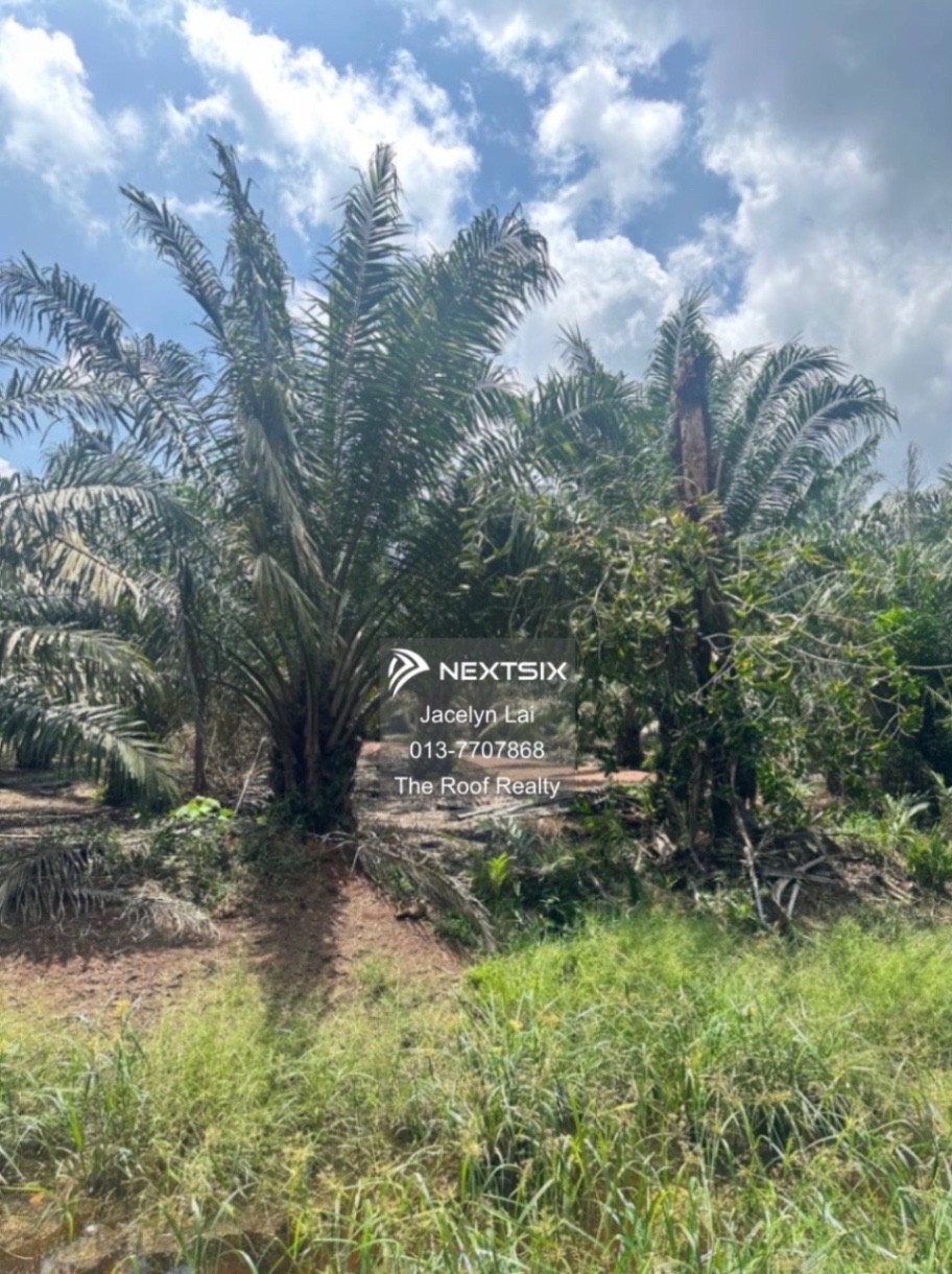 Agricultural Land For Sale in Batu Pahat Johor - Image 5