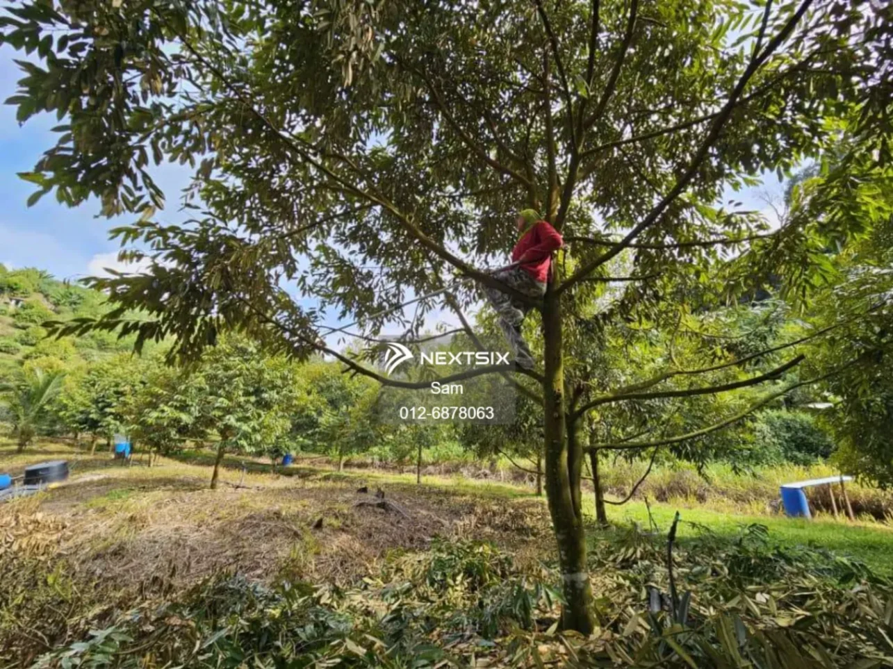 Agricultural Land For Sale in Dong Pahang - Image 11