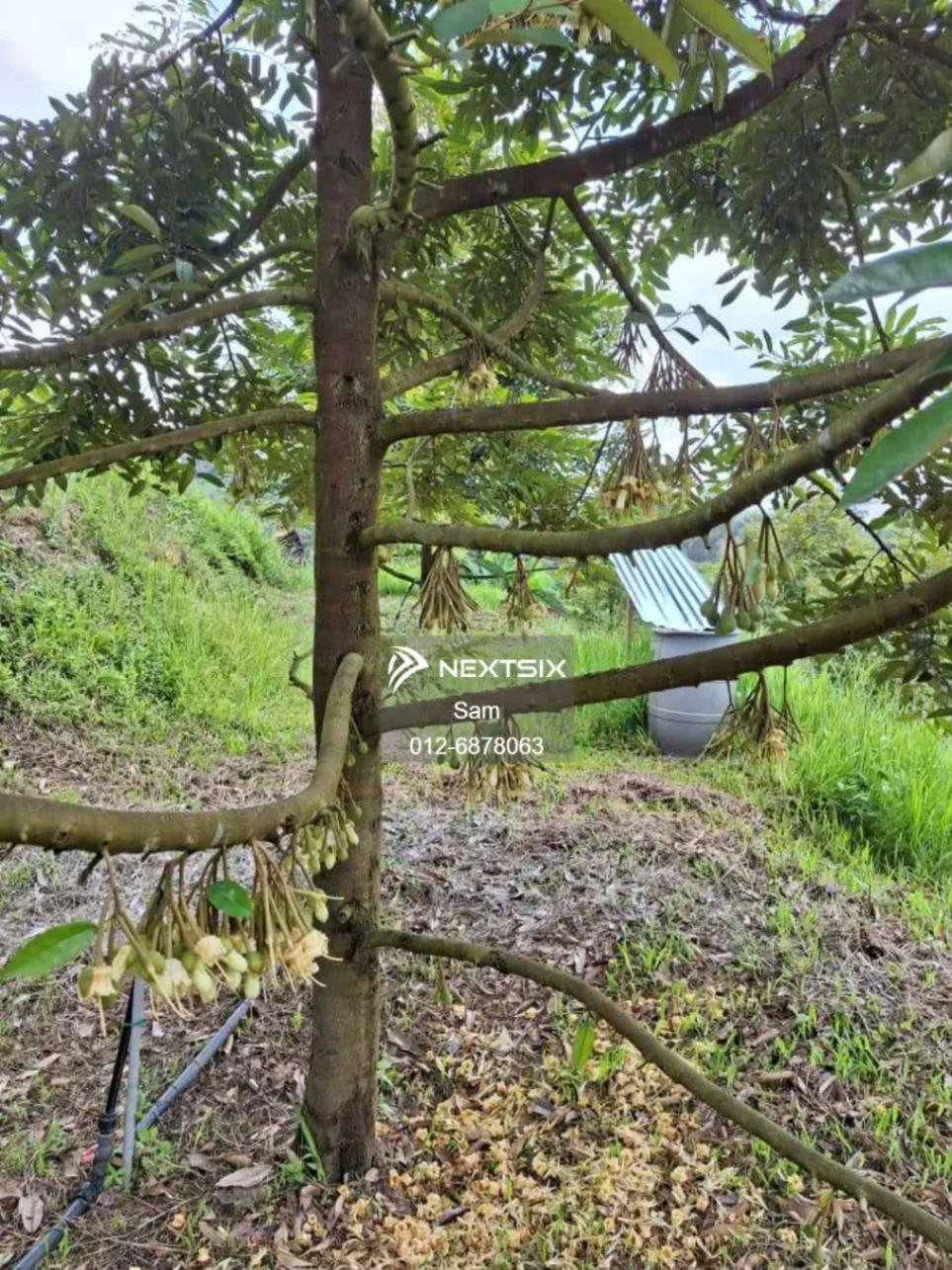 Agricultural Land For Sale in Dong Pahang - Image 6