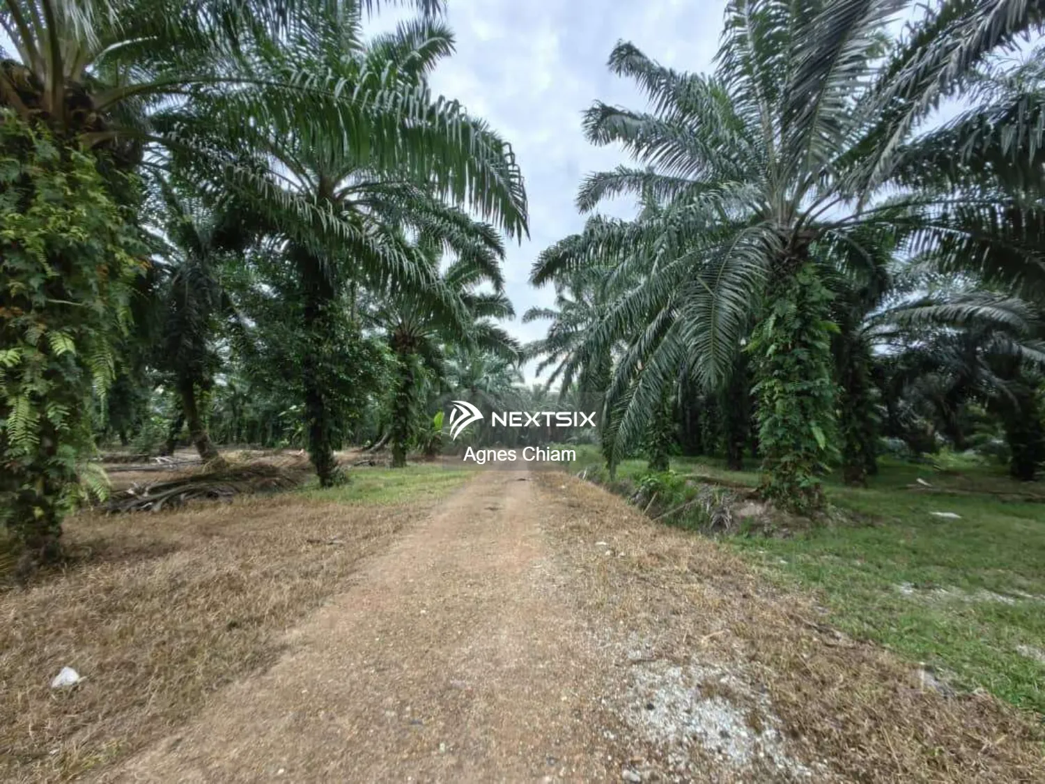 Agricultural Land For Sale in Kuala Langat Selangor