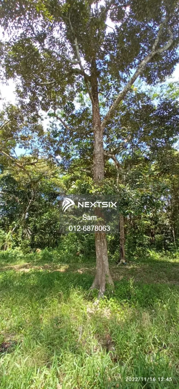 Agricultural Land For Sale in Pagoh Johor - Image 5