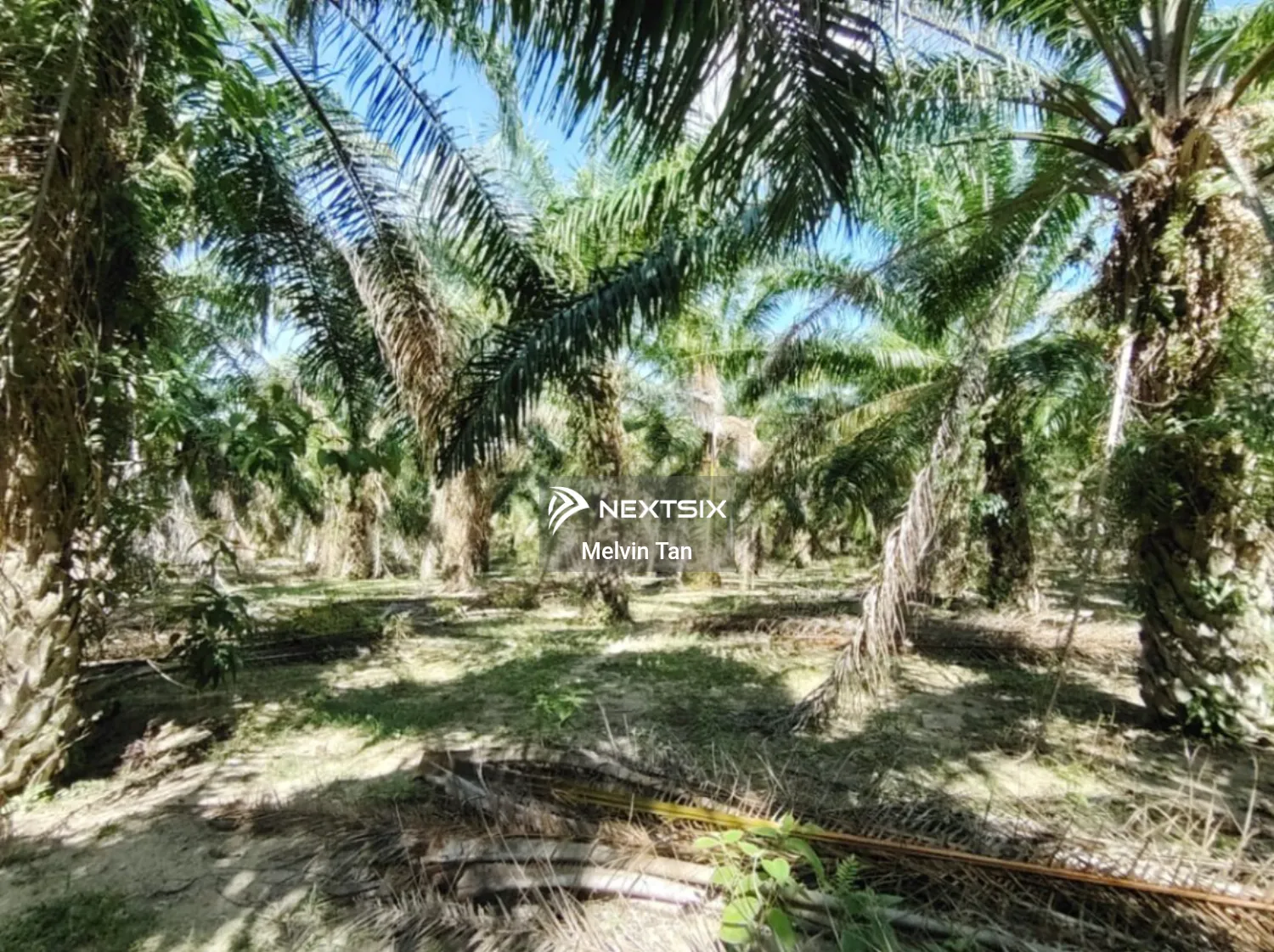 Agricultural Land For Sale in Asahan Melaka