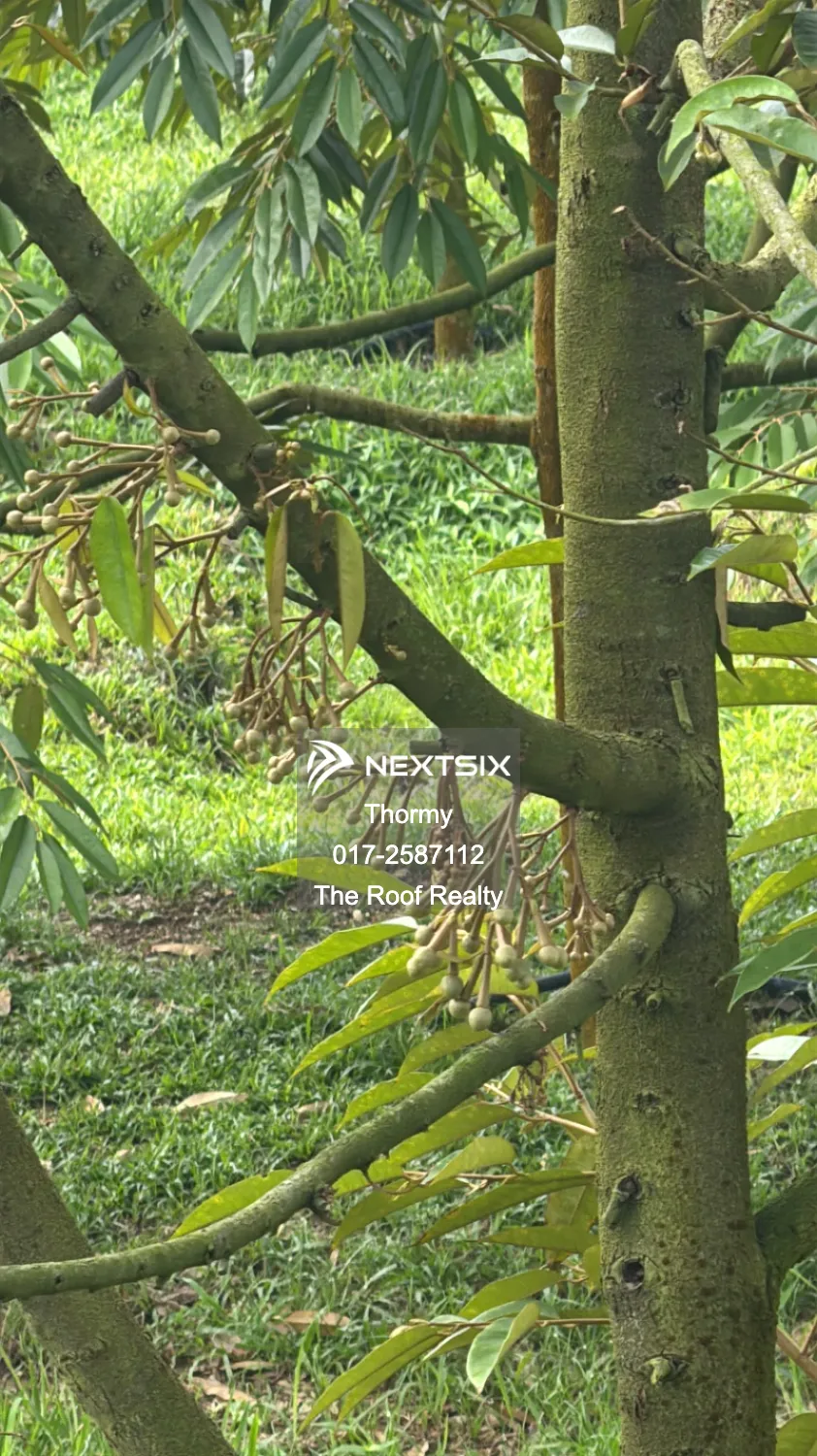 Agricultural Land For Sale in Raub Pahang
