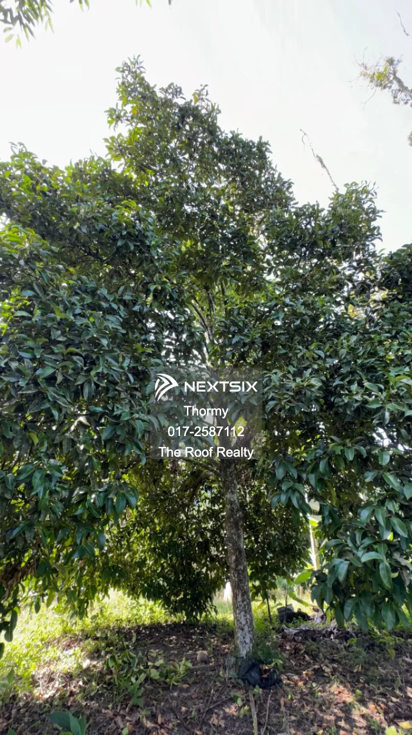 Agricultural Land For Sale in Raub Pahang - Image 7