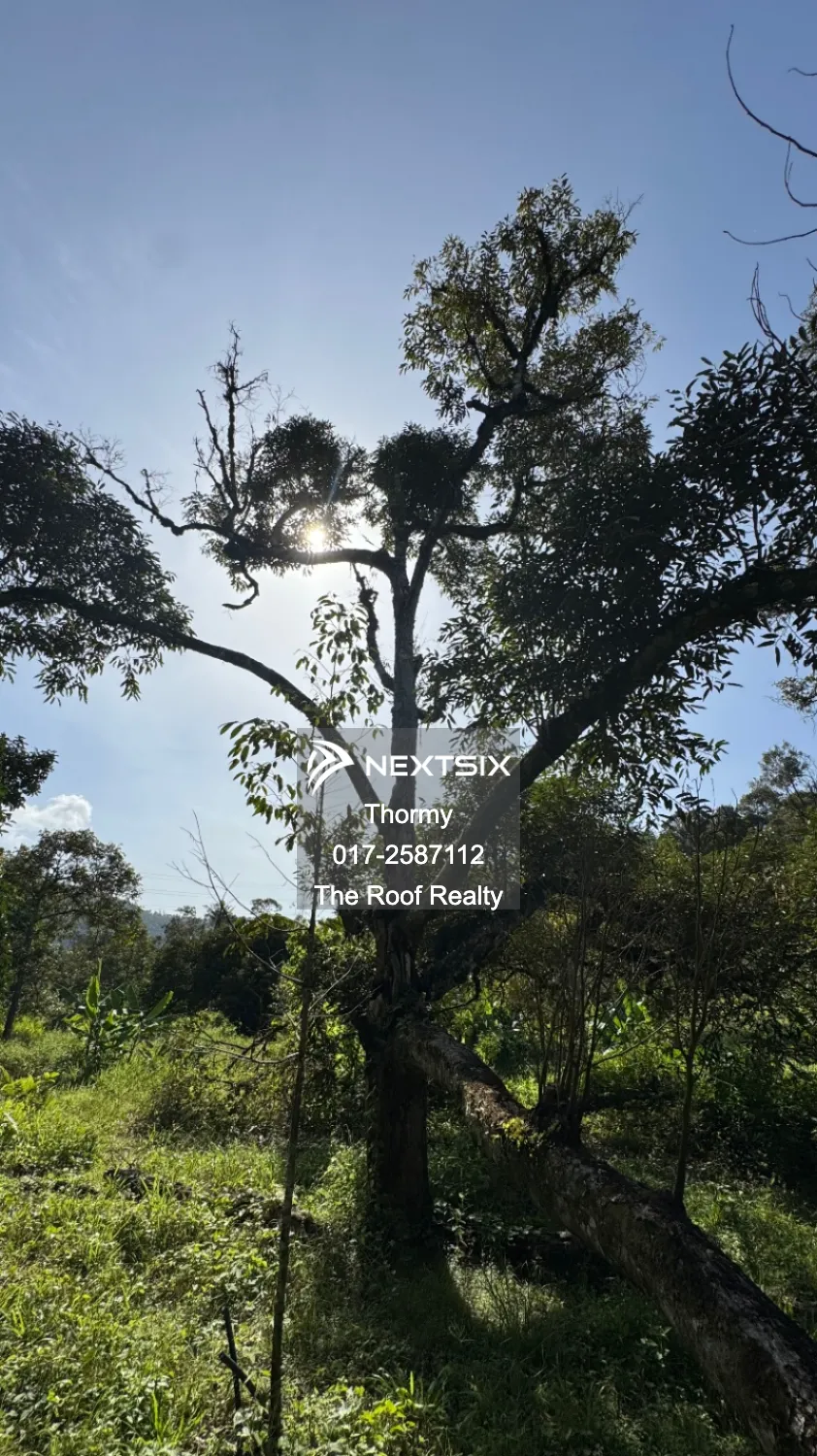 Agricultural Land For Sale in Raub Pahang - Image 8