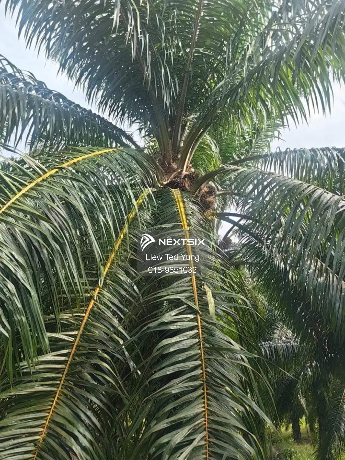 Agricultural Land For Sale in Kota Kinabalu Sabah - Image 5