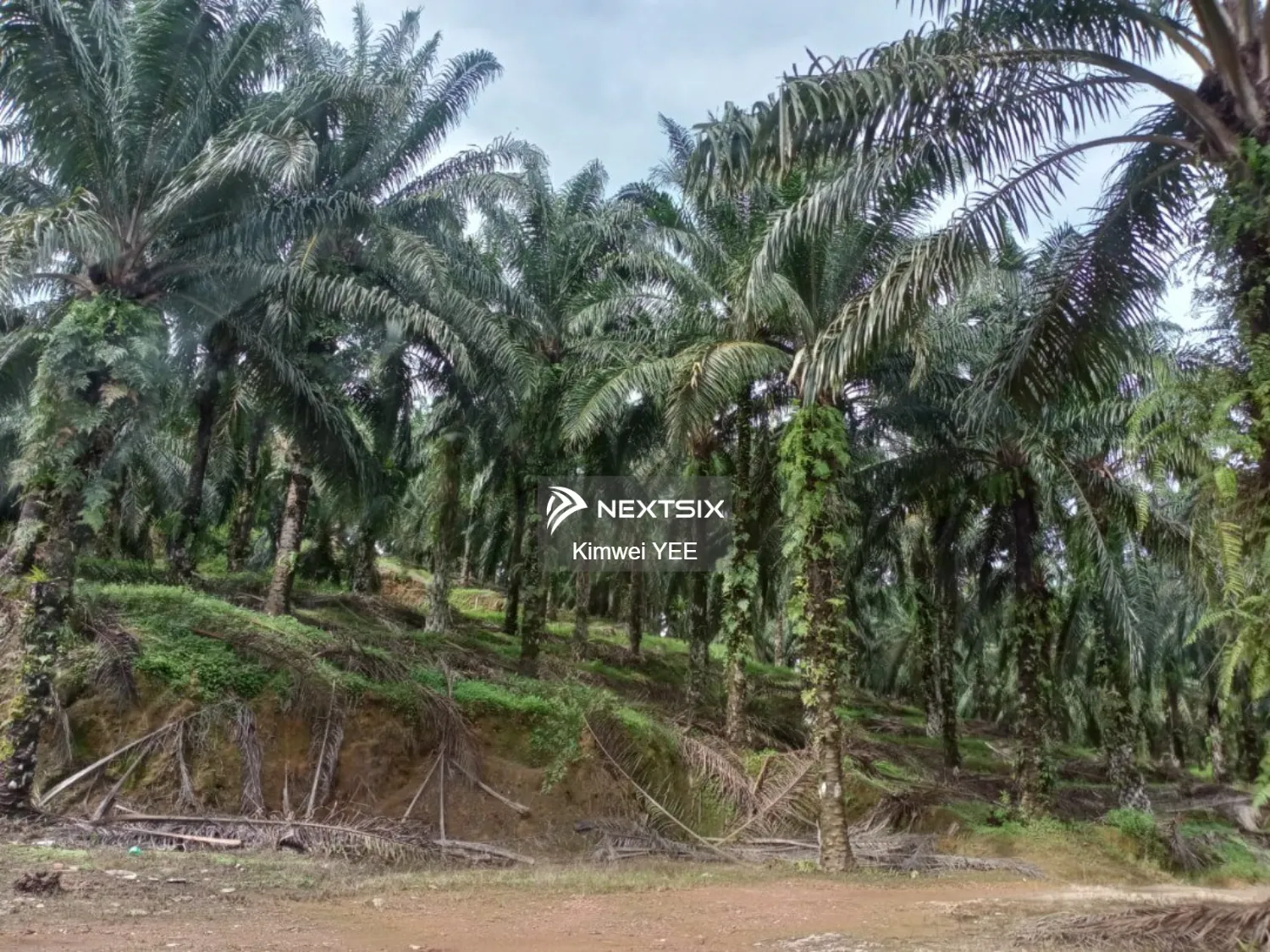 Agricultural Land For Sale in Tanjong Tualang Perak