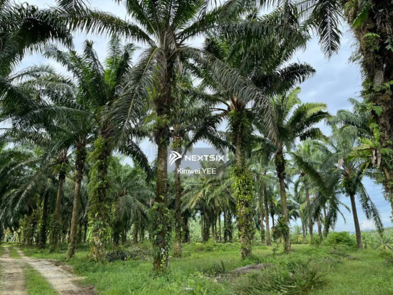 Agricultural Land For Sale in Tanjong Tualang Perak - Image 13