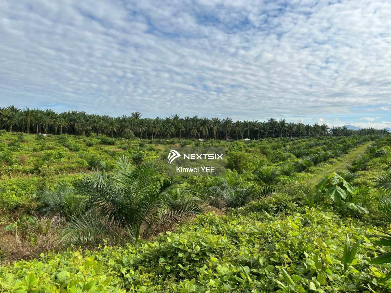 Agricultural Land For Sale in Tanjong Tualang Perak - Image 14