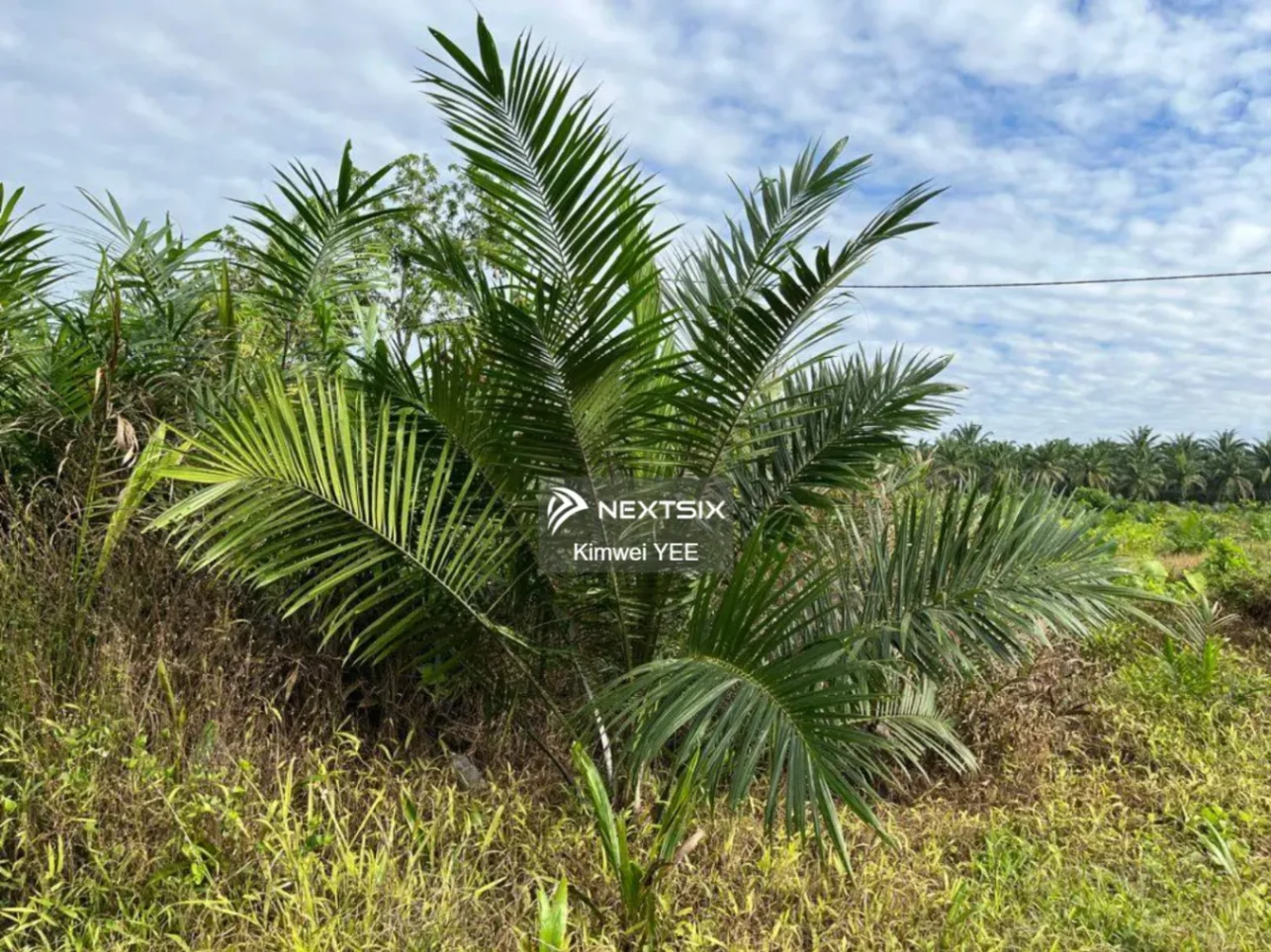 Agricultural Land For Sale in Tanjong Tualang Perak - Image 16