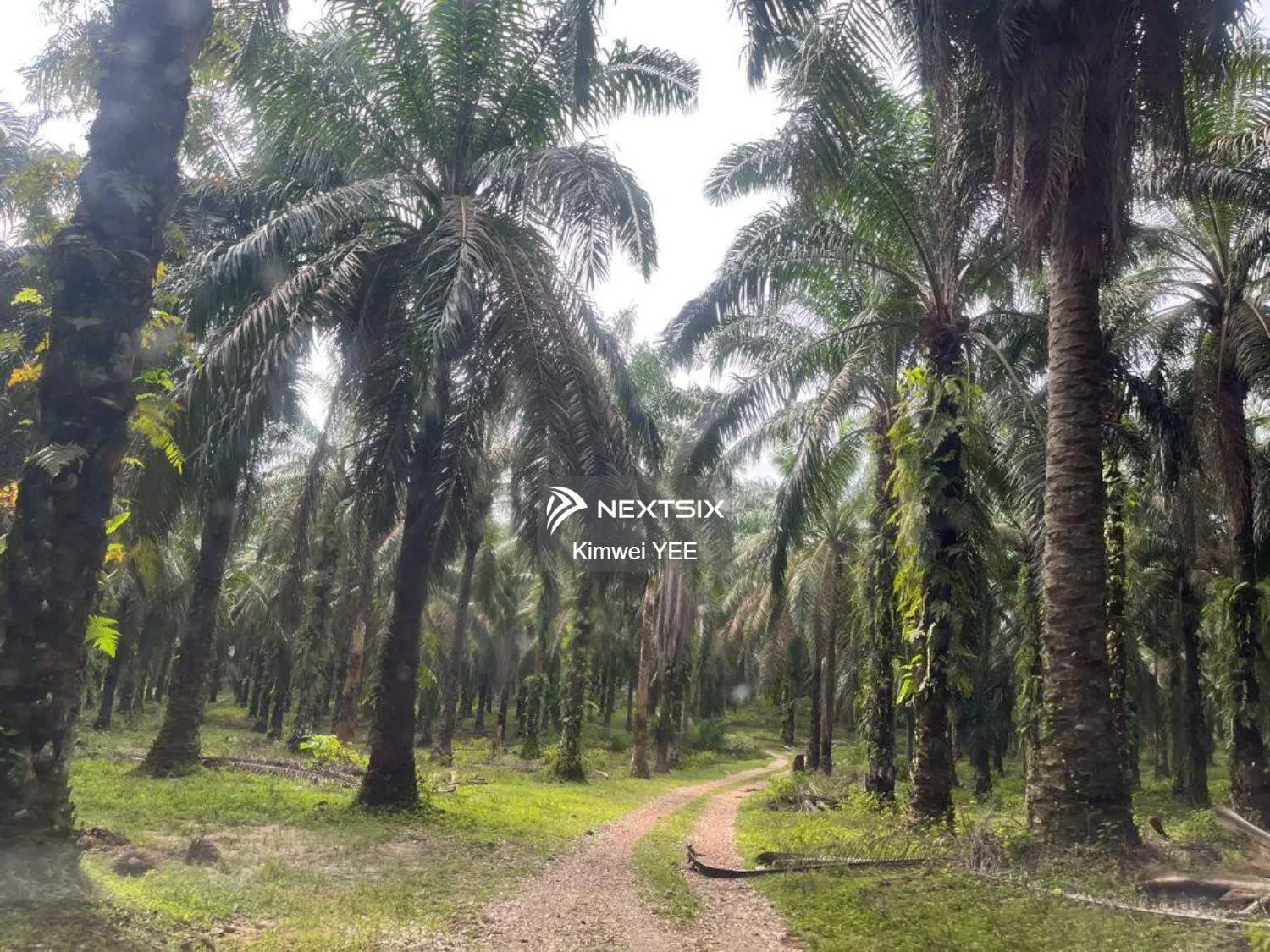 Agricultural Land For Sale in Tanjong Tualang Perak - Image 17