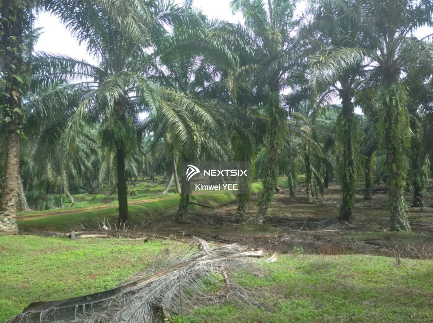 Agricultural Land For Sale in Tanjong Tualang Perak - Image 5