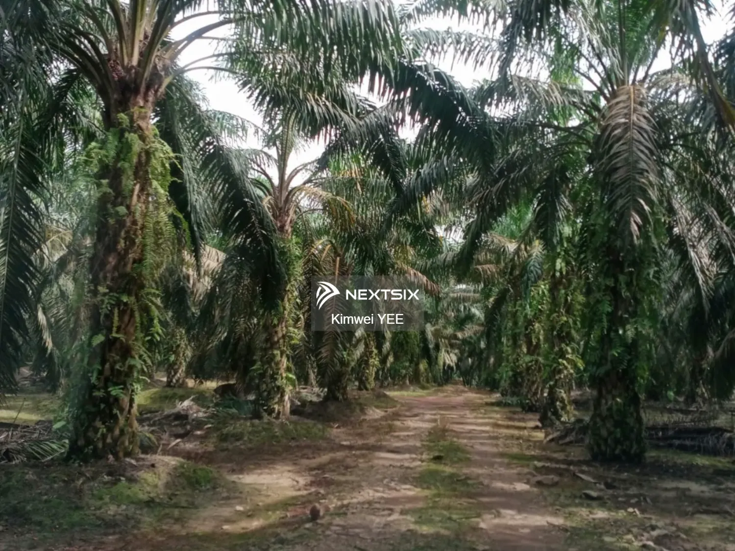 Agricultural Land For Sale in Tanjong Tualang Perak - Image 7