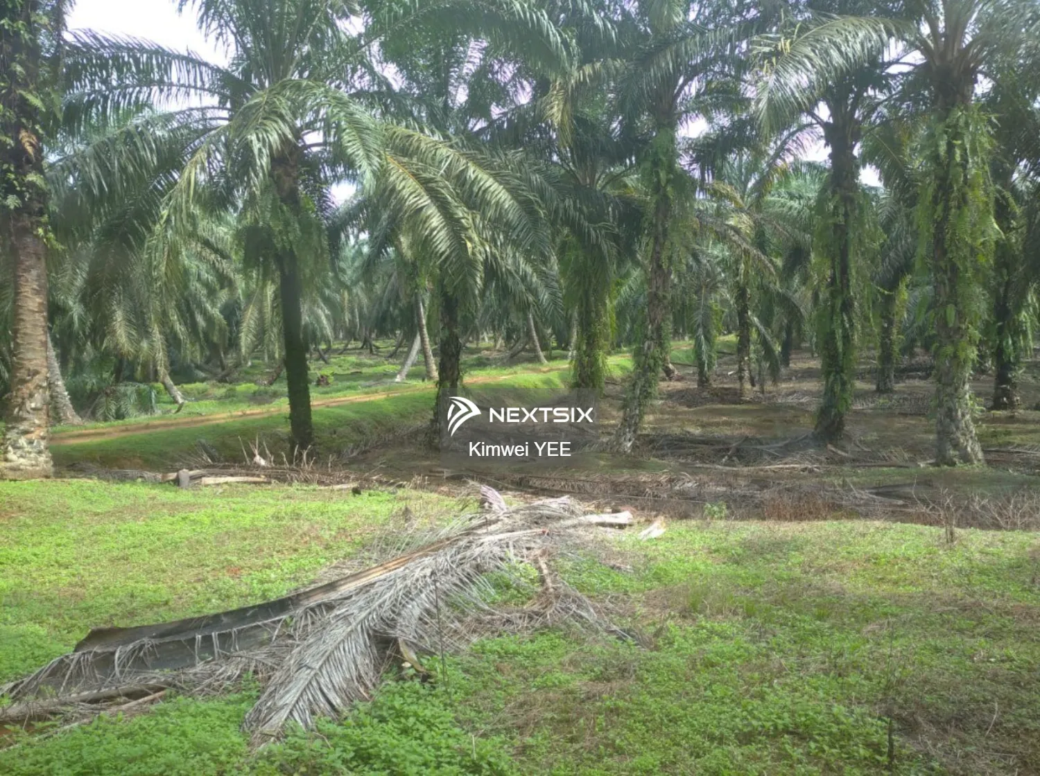 Agricultural Land For Sale in Tanjong Tualang Perak - Image 8
