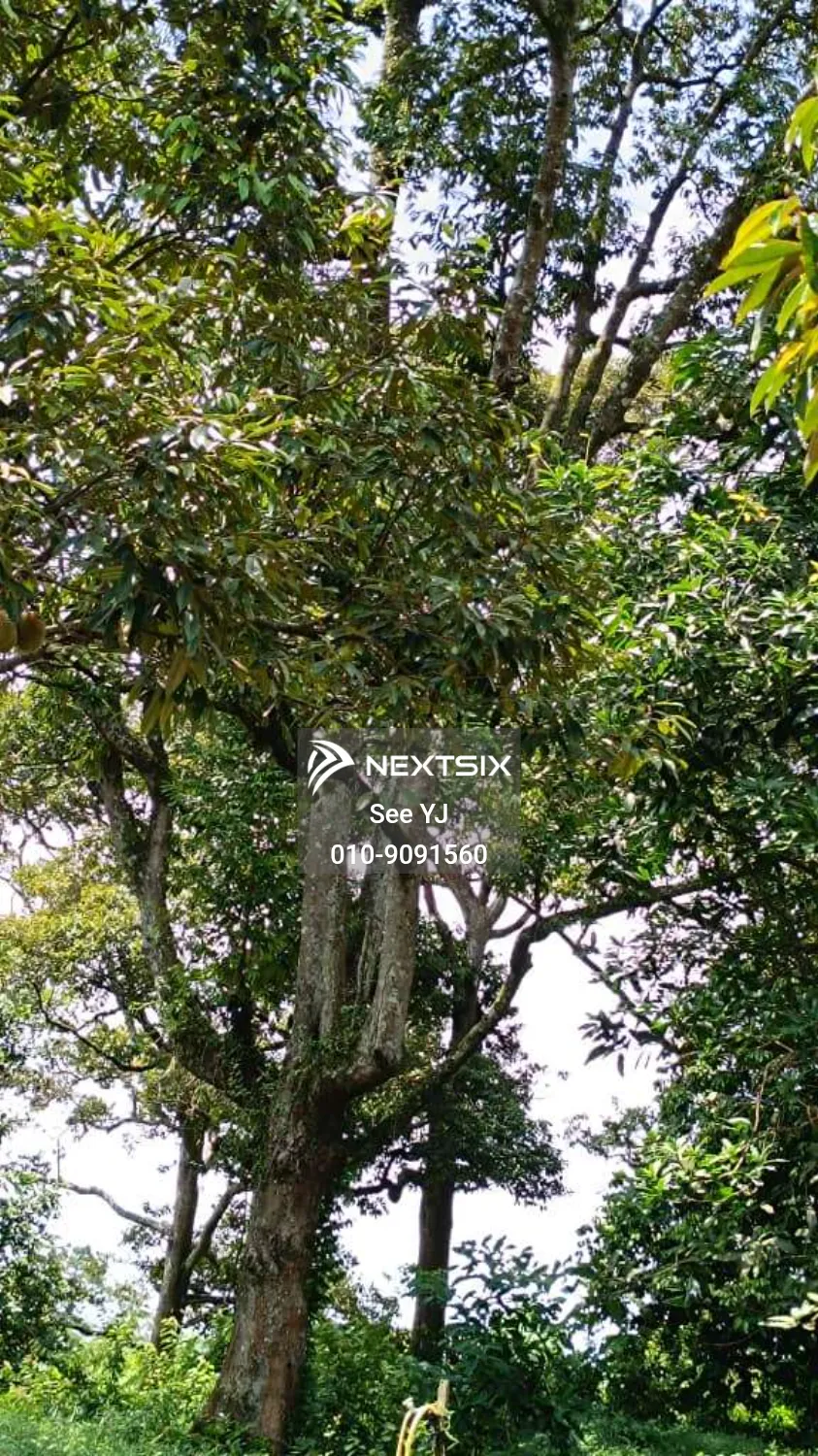 Agricultural Land For Sale in Ayer Molek Melaka - Image 5