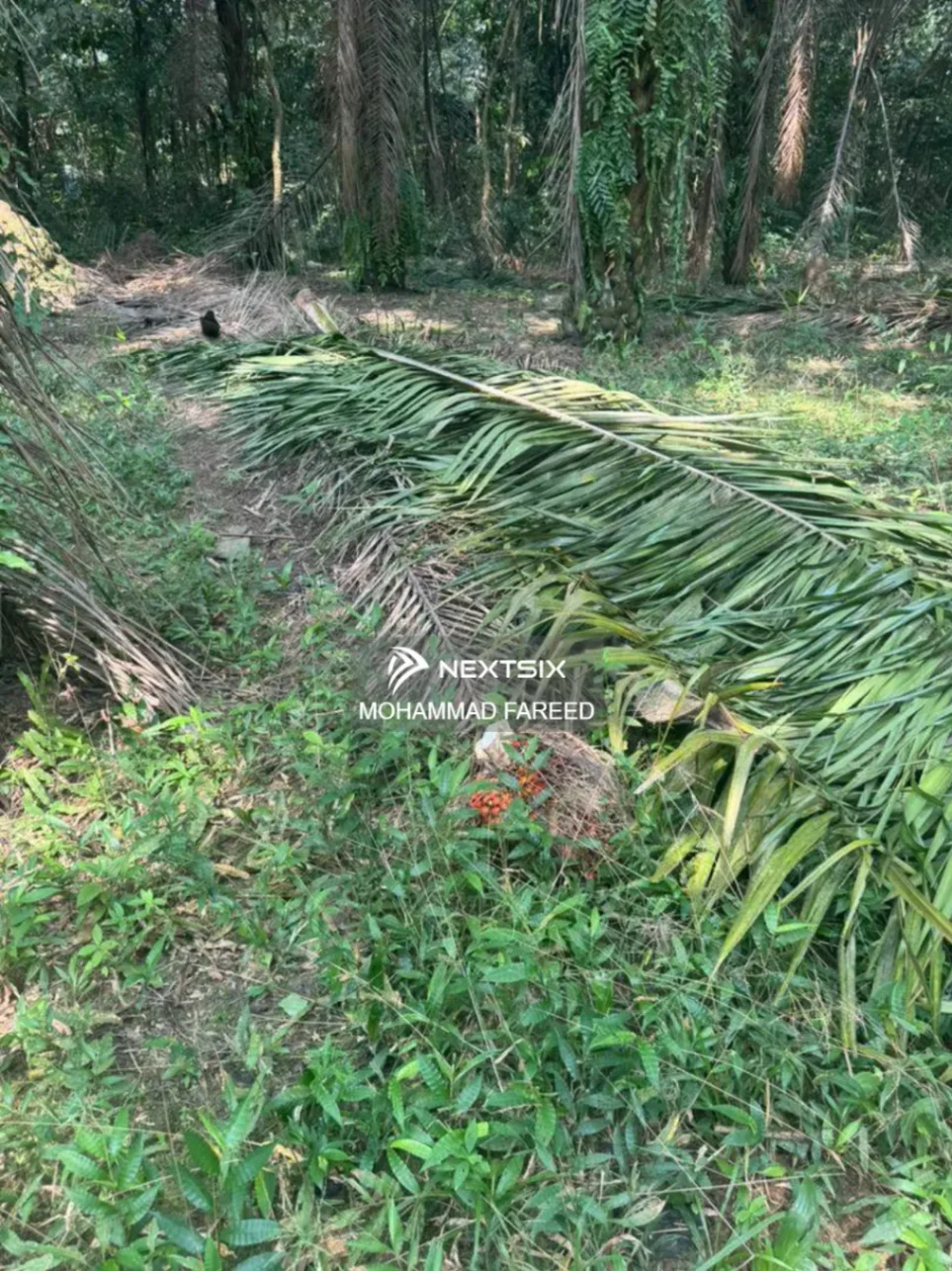 Agricultural Land For Sale in Muar Johor - Image 10