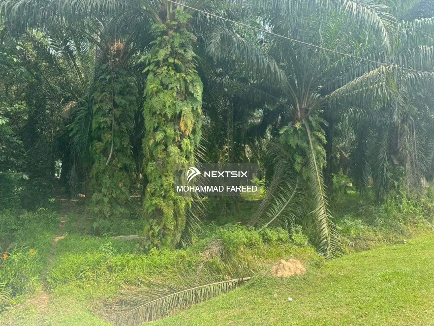 Agricultural Land For Sale in Muar Johor - Image 5