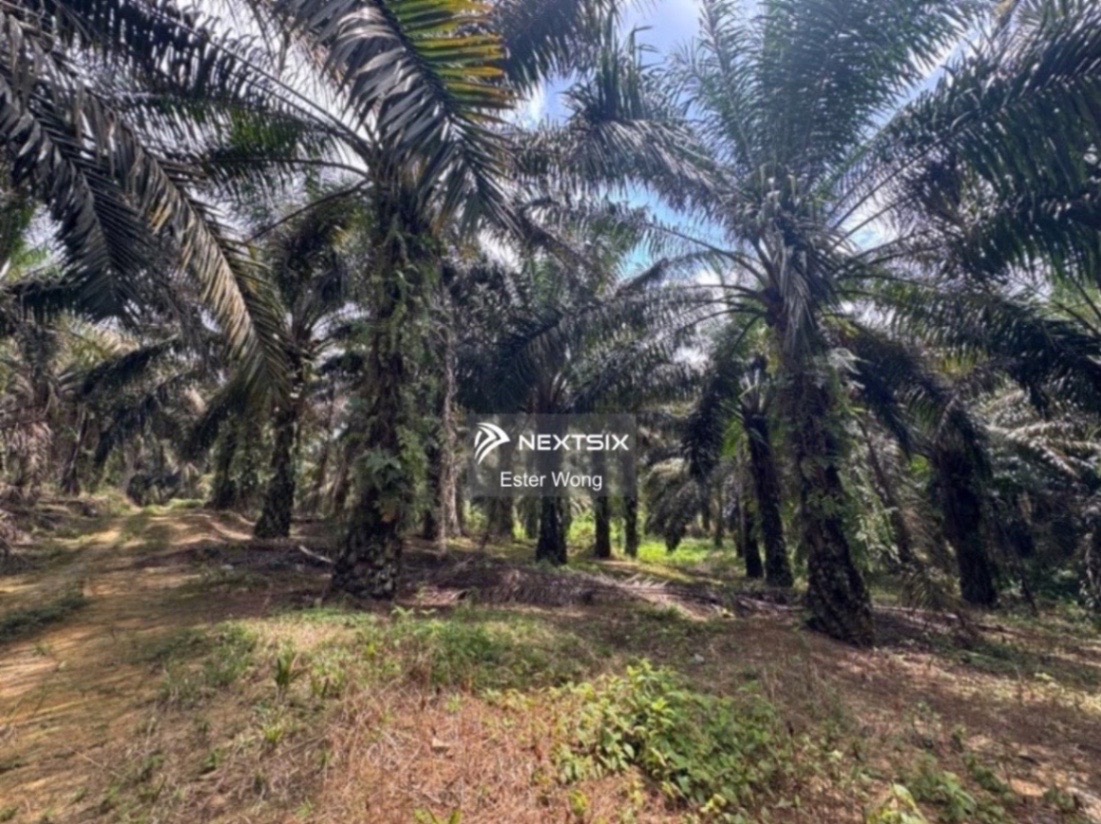 Agricultural Land For Sale in Kota Tinggi Johor