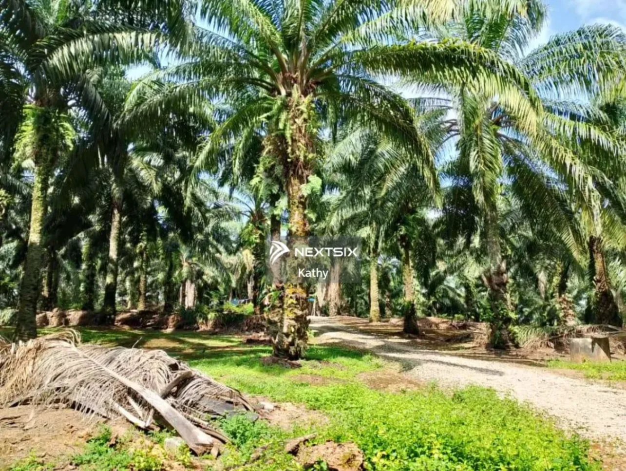 Agricultural Land For Sale in Jasin Melaka - Image 7
