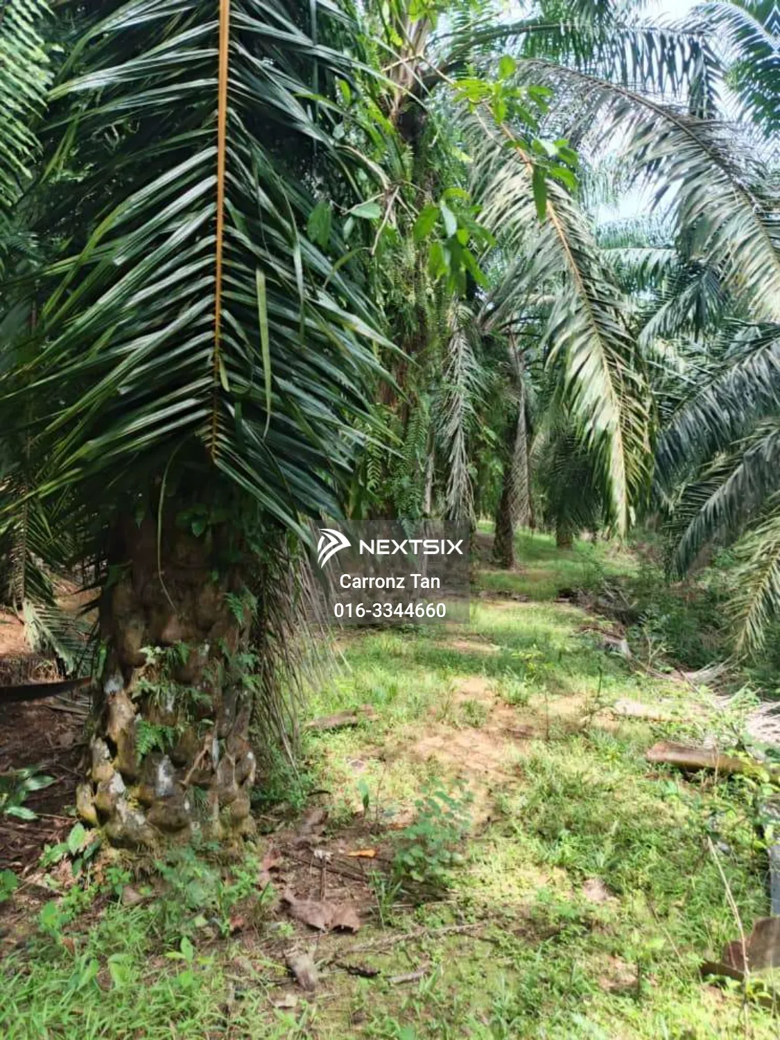 Agricultural Land For Sale in Alor Gajah Melaka - Image 2