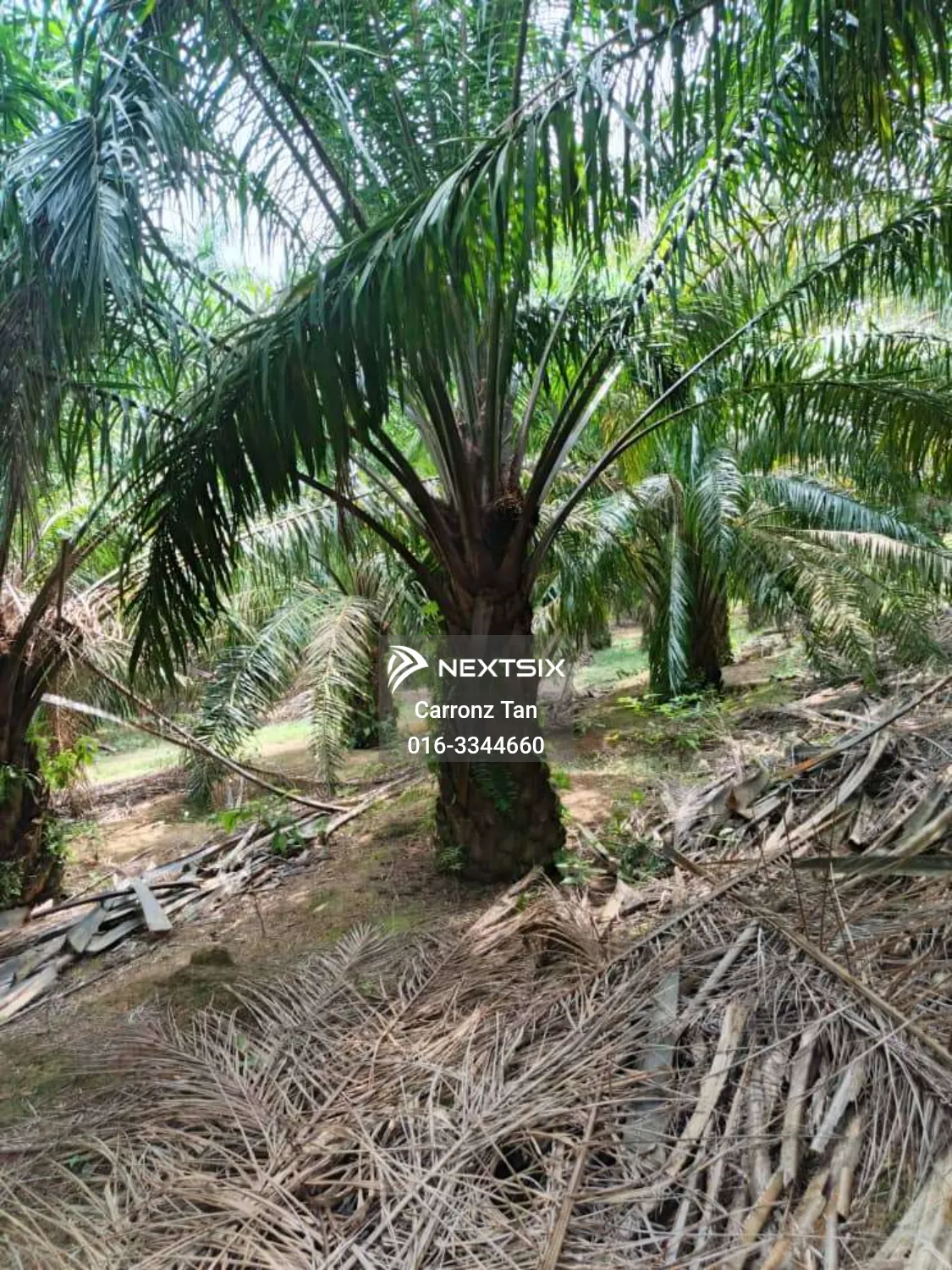 Agricultural Land For Sale in Alor Gajah Melaka - Image 3