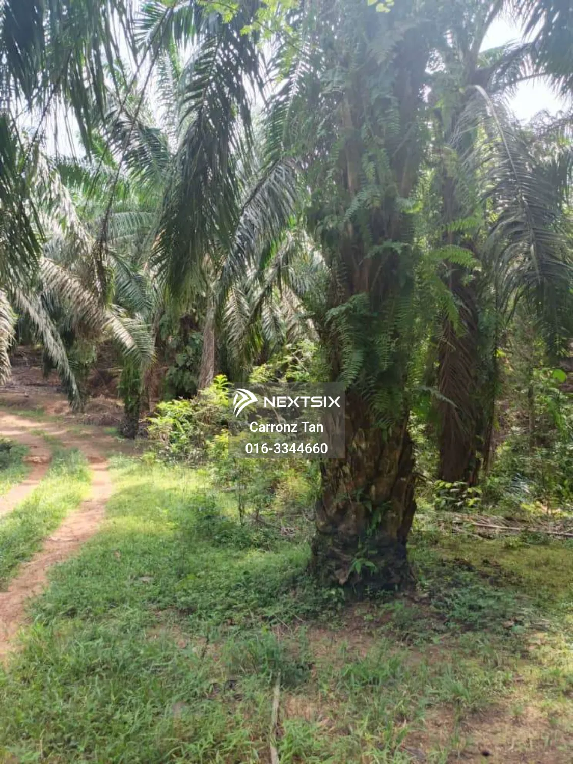 Agricultural Land For Sale in Alor Gajah Melaka - Image 4
