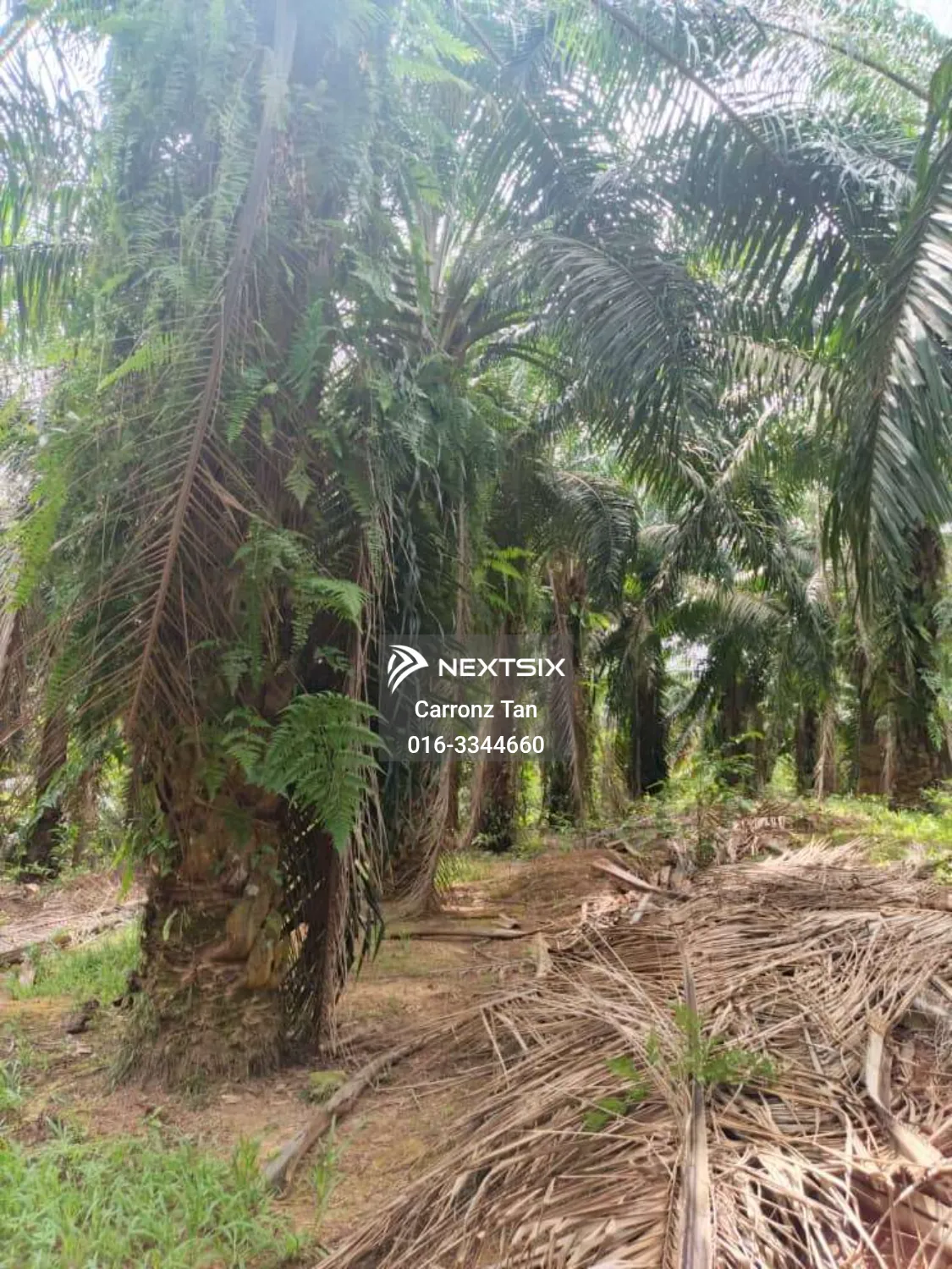 Agricultural Land For Sale in Alor Gajah Melaka - Image 7