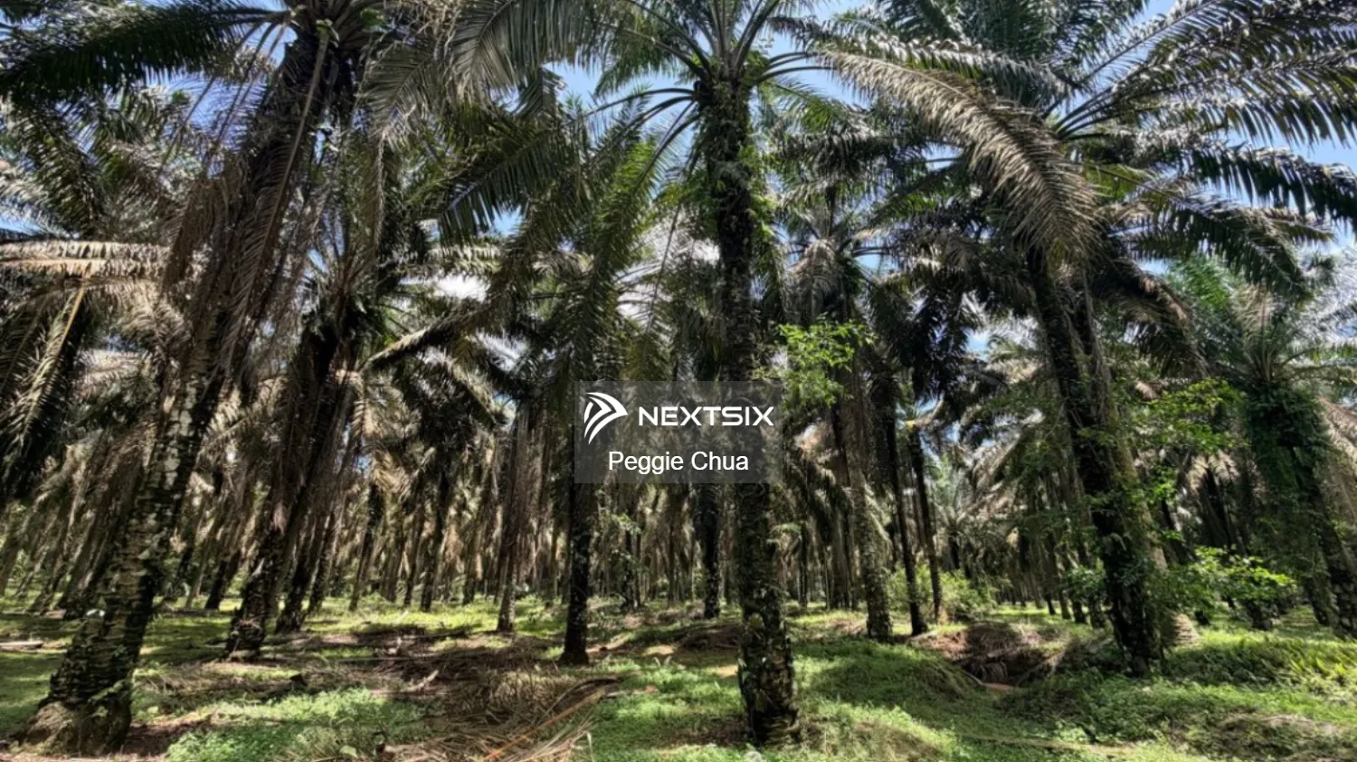 Agricultural Land For Sale in Kluang Johor - Image 3