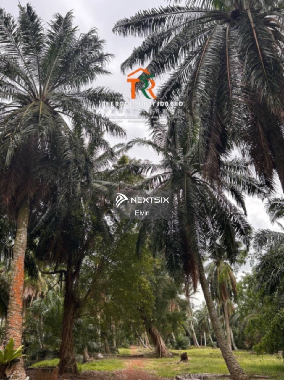 Agricultural Land For Sale in Muar Johor - Image 6